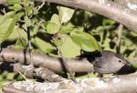 Gray Catbird 7294